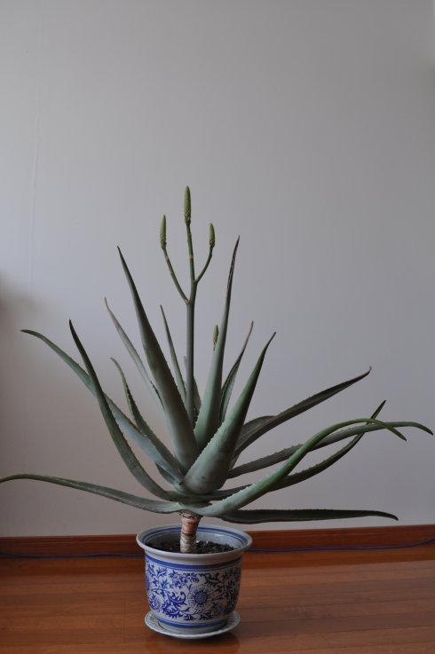 铁树开花的寓意和象征意义，铁树开花寓意和象征意义是什么（老人常说“7树开花）