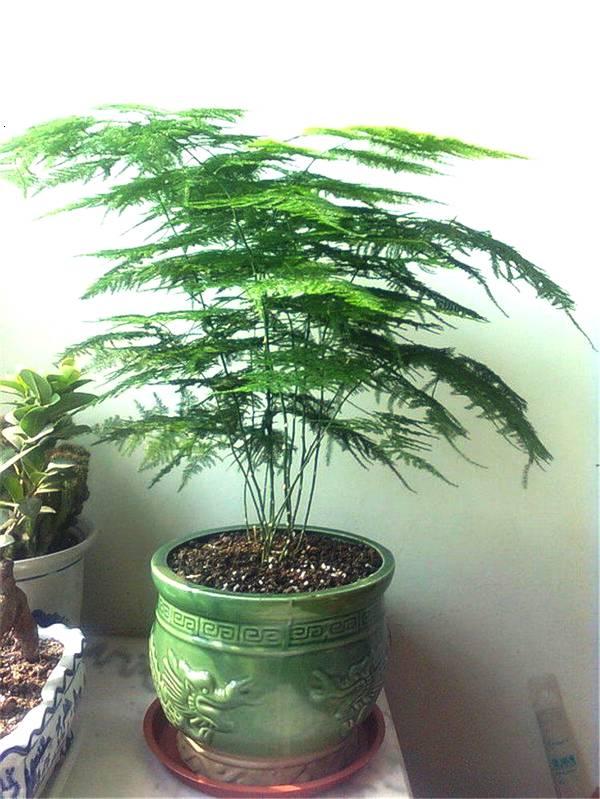 文竹盆栽的养殖方法，文竹的养法（养文竹牢记“5技巧”）