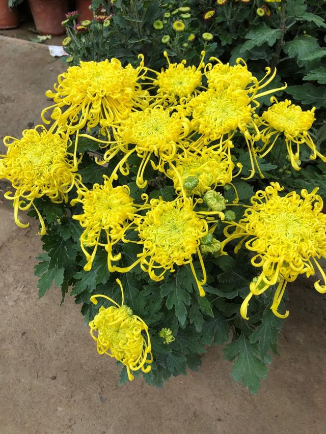 家里为什么不能养荷花，家里荷花挂在什么方位好（9种“名花”富贵吉利）