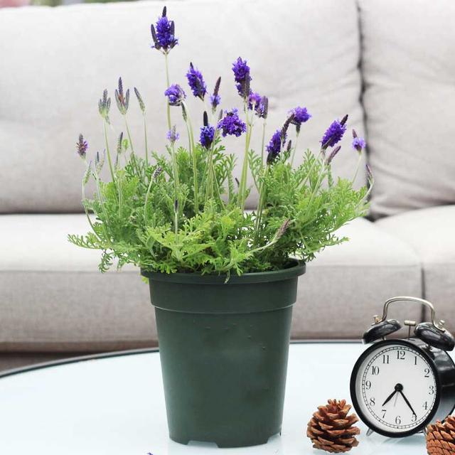 芦荟饮料都有哪几种，芦荟饮料都有哪几种牌子（“大病小病”都走光）