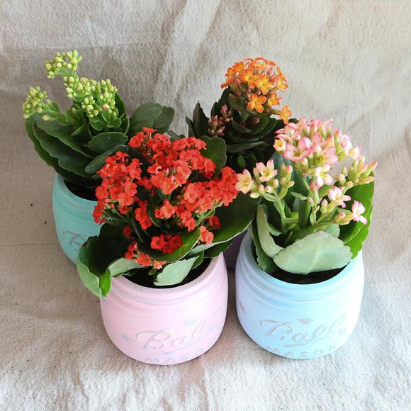 又高又深的花盆适合种什么花，高花盆适合种什么花（5种“贵气花”）