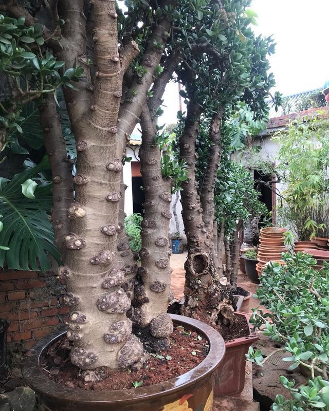 常见的八种多肉植物，各种各样的多肉植物（6种“小多肉”）