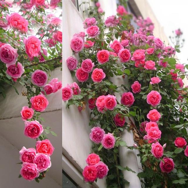 什么花最好看，什么花最高贵最优雅（爬到墙上做“花海”）