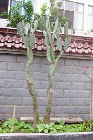 常见的八种多肉植物，各种各样的多肉植物（6种“小多肉”）