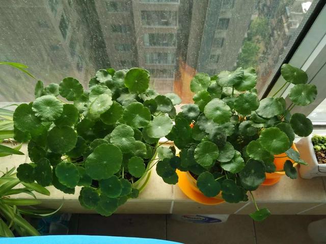 阳台种花注意什么，阳台应该种什么花（养花6个“求救信号”）