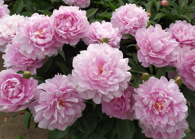 家里为什么不能养荷花，家里荷花挂在什么方位好（9种“名花”富贵吉利）