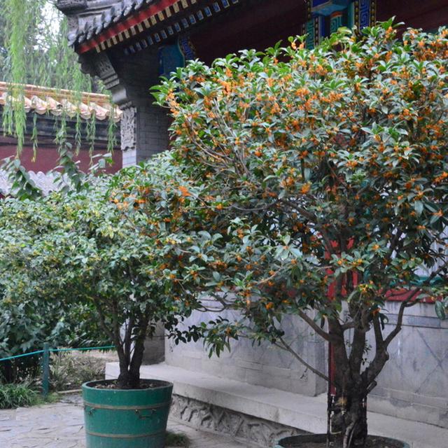 院子里最旺宅的果树有哪些，院子里最旺宅的果树有哪些品种（庭院种六树）