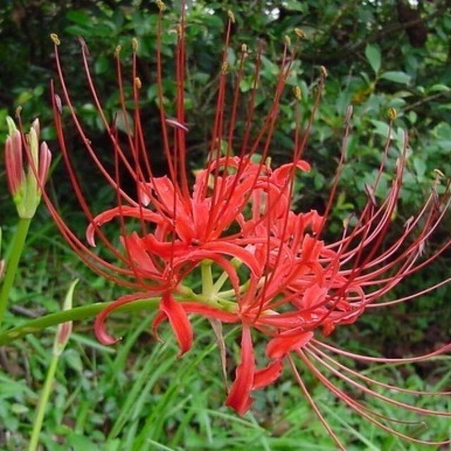 快认清“真面目”，有毒的花名字及图片