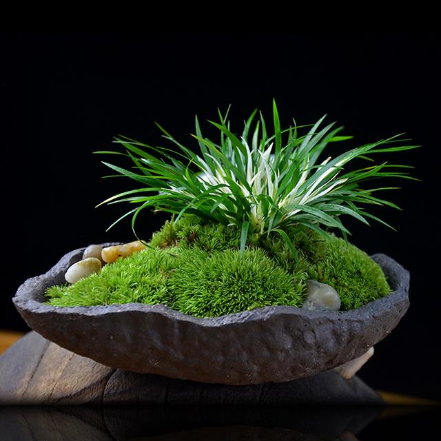 家里为什么不能养荷花，家里荷花挂在什么方位好（9种“名花”富贵吉利）