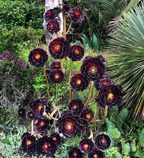 常见的八种多肉植物，各种各样的多肉植物（6种“小多肉”）