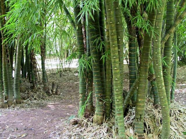 南方庭院适合种什么竹子，南方庭院种什么植物风水好又旺财（家中养“5种竹”）