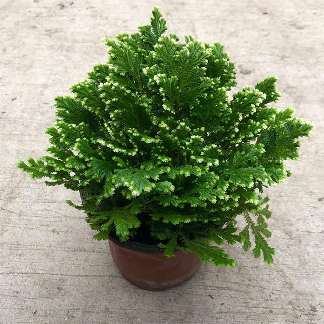 客厅适合养什么花，客厅适合养什么花和植物好风水（堪称“不死花”）