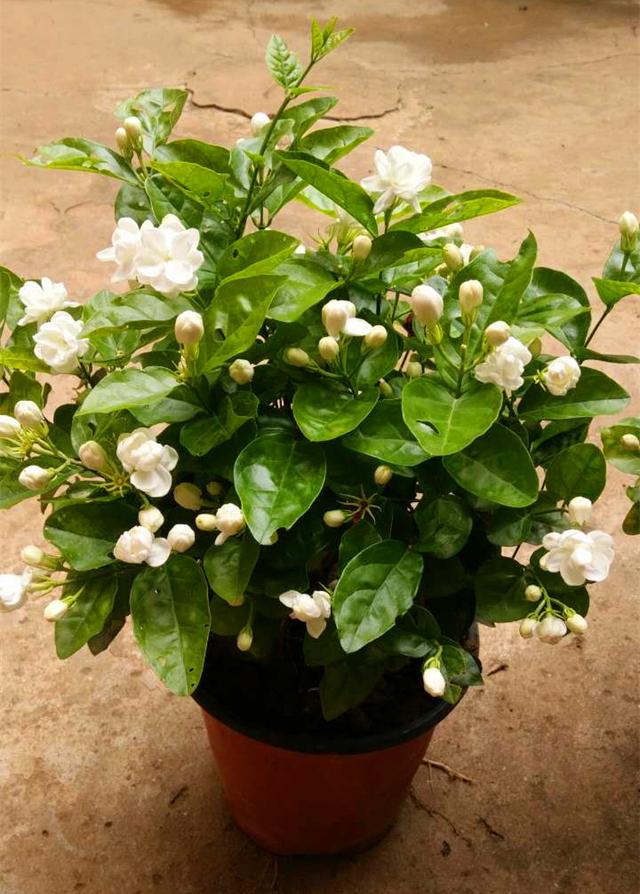 九里香什么时候开花，九里香怎么养才能开花（夏天“最香的”6种花）