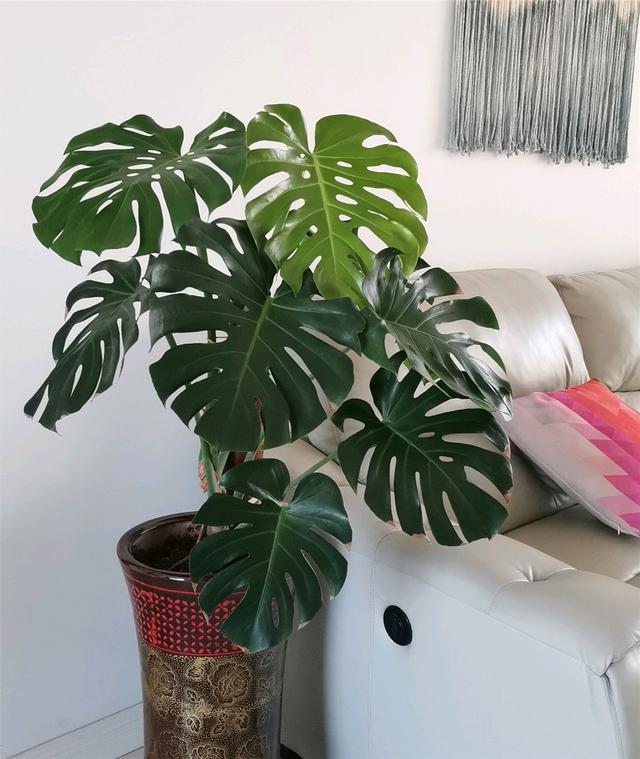 客厅适合养什么花，客厅适合养什么花和植物好风水（堪称“不死花”）