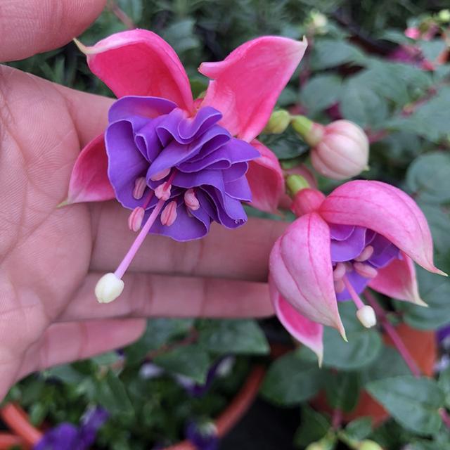 家中养什么花好，室内适合养什么花（9种洋气花）