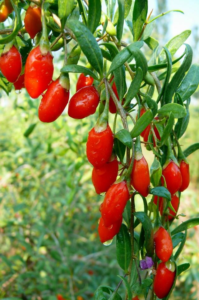 芦荟饮料都有哪几种，芦荟饮料都有哪几种牌子（“大病小病”都走光）