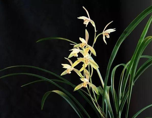 现在中国国花是什么花适合春秋穿的衣服，中国的国花是什么（5种“高贵花”）