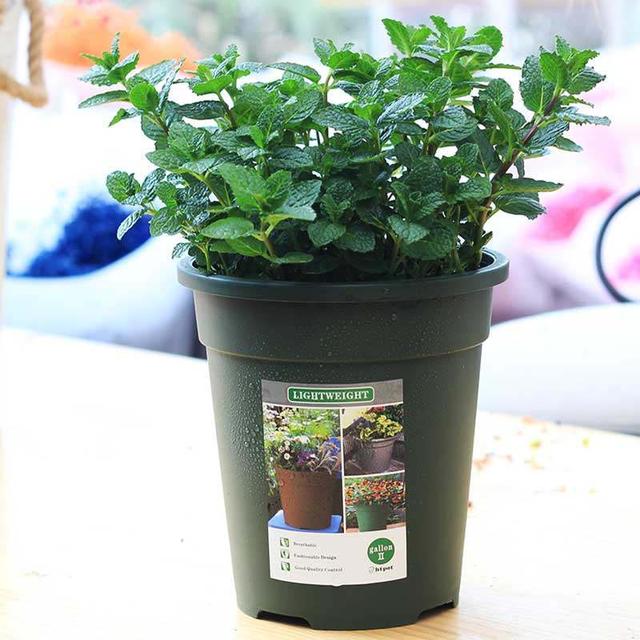 芦荟饮料都有哪几种，芦荟饮料都有哪几种牌子（“大病小病”都走光）