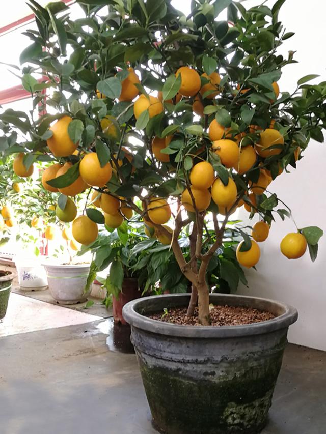 排名第一最好的镇宅树，镇宅招财旺人的植物（4种树“进宅”）