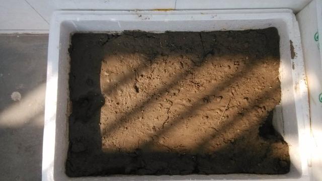 冬天吃什么菜好，冬天吃什么菜最好（下雪天冻不死）