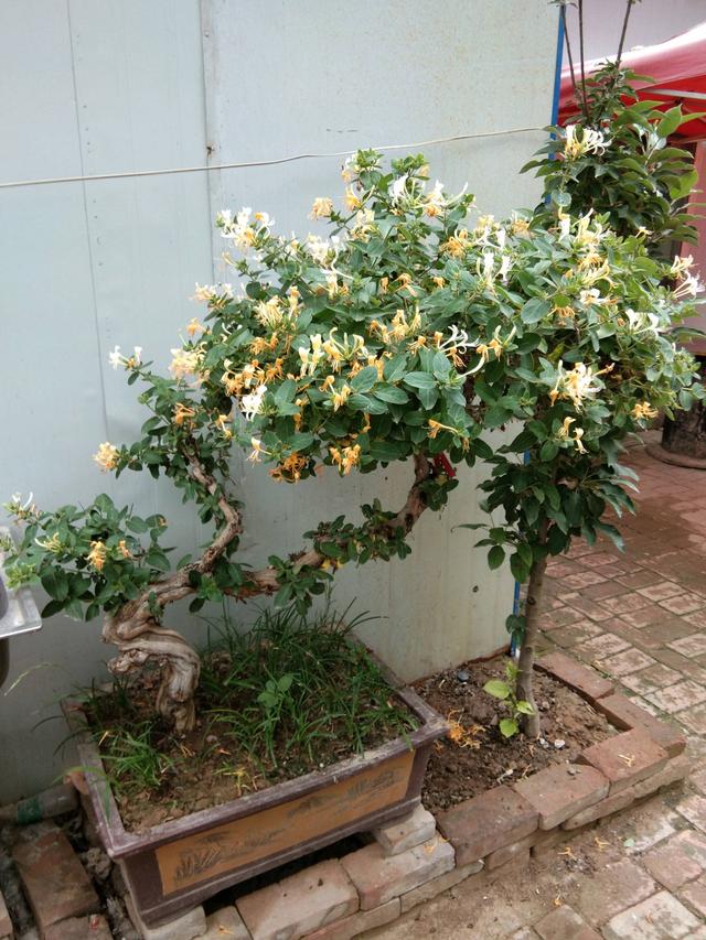 芦荟饮料都有哪几种，芦荟饮料都有哪几种牌子（“大病小病”都走光）