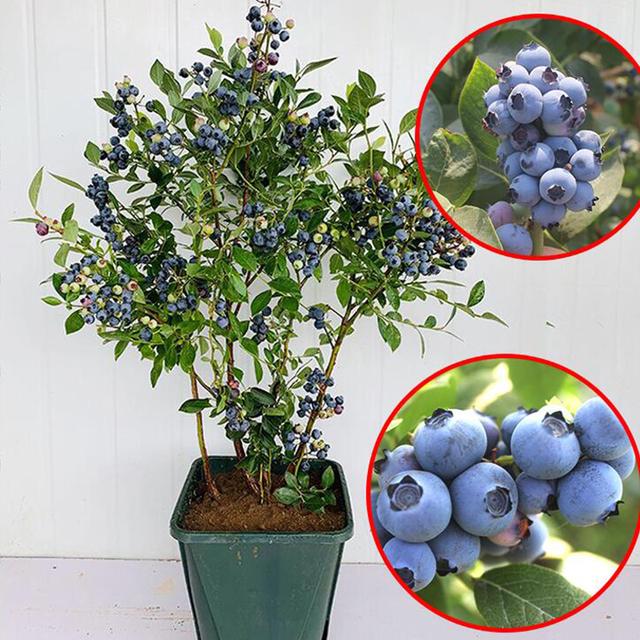 蓝莓为什么这么贵，蓝莓为什么那么贵（一棵“结十斤”）