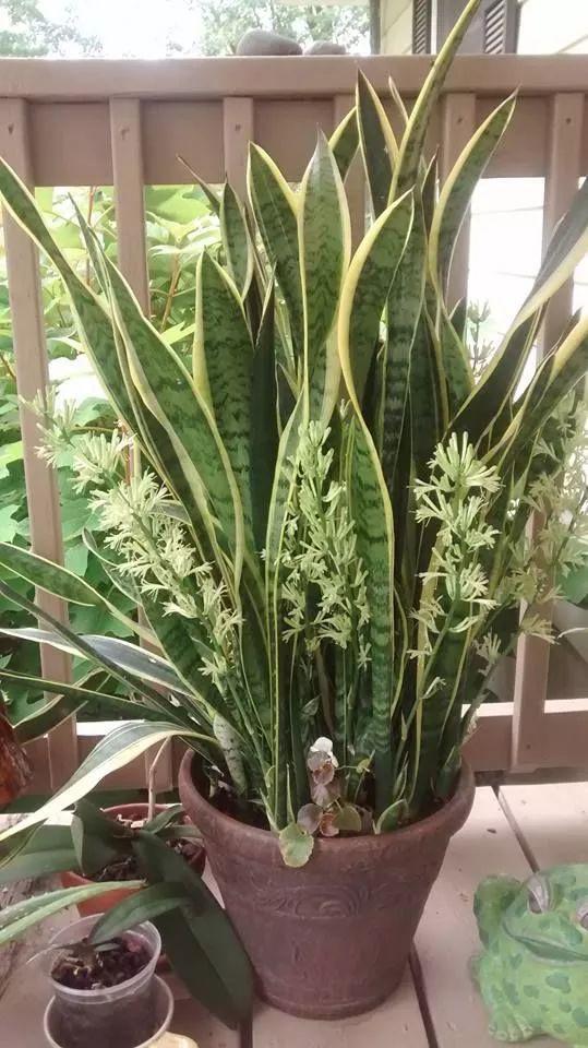 铁树开花的寓意和象征意义，铁树开花寓意和象征意义是什么（老人常说“7树开花）