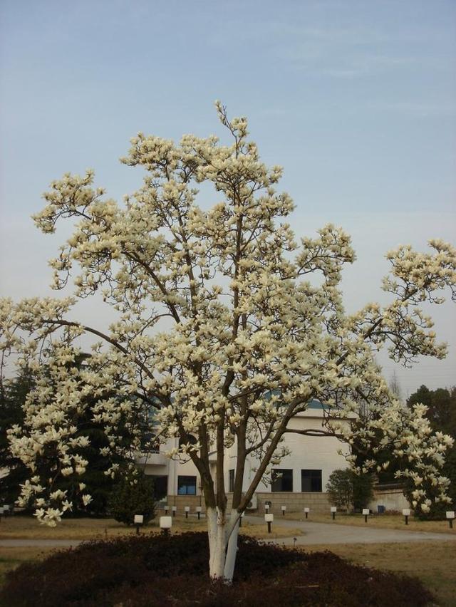 香泡樹養殖推薦,香泡樹什麼時候移栽好(