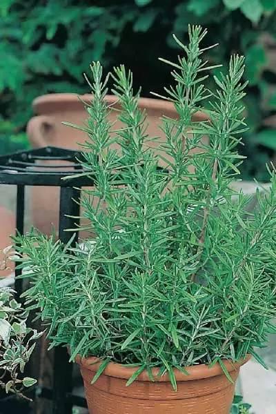 一抹香植物图片的功效与作用，一抹香的作用和用途（5种“香香花”摆在卫生间）