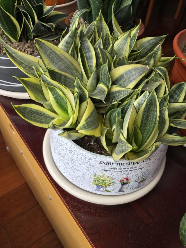 客厅适合养什么花，客厅适合养什么花和植物好风水（堪称“不死花”）