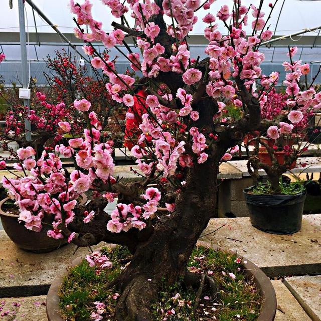 现在中国国花是什么花适合春秋穿的衣服，中国的国花是什么（5种“高贵花”）