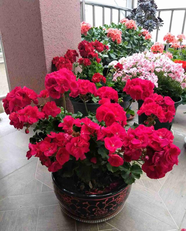 又高又深的花盆适合种什么花，高花盆适合种什么花（5种“贵气花”）