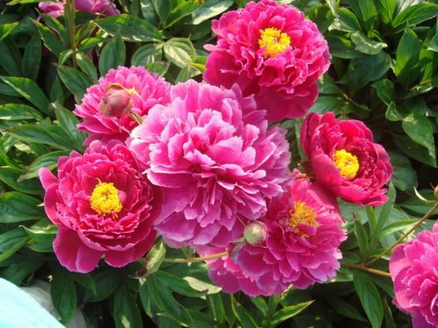 家里为什么不能养荷花，家里荷花挂在什么方位好（9种“名花”富贵吉利）