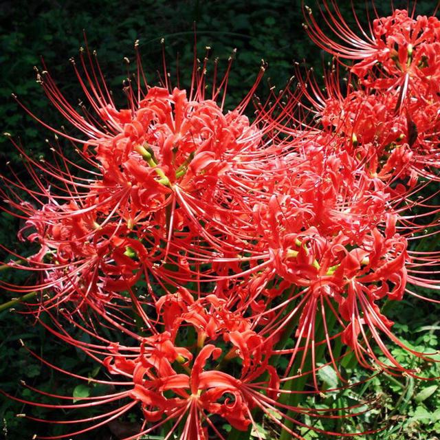 曼陀罗花的传说，曼陀罗花的含义和传说（传说“7种花”）