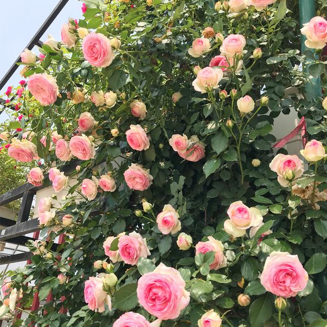 什么花最好看，什么花最高贵最优雅（爬到墙上做“花海”）