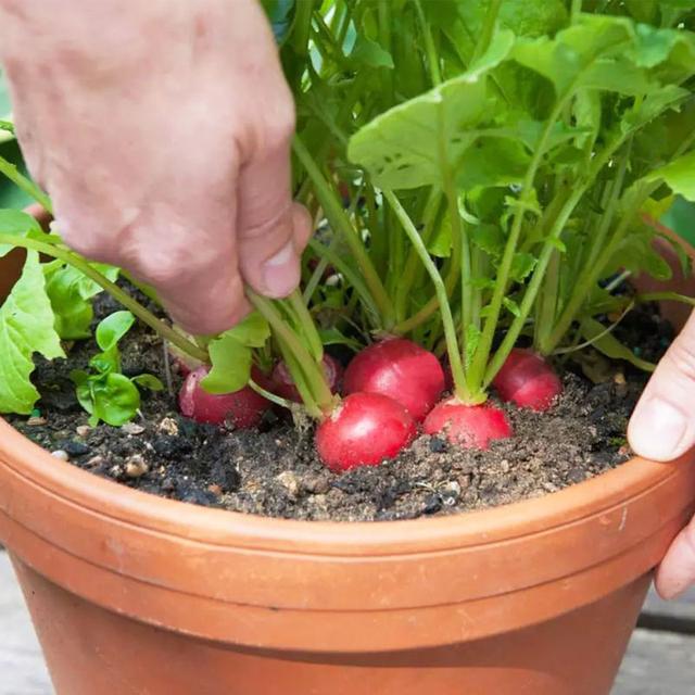 冬天吃什么菜好，冬天吃什么菜最好（下雪天冻不死）