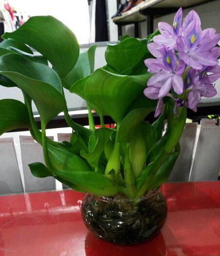 海里的植物有哪些，海里的植物有哪些常见植物图片（7种“喜水花”）