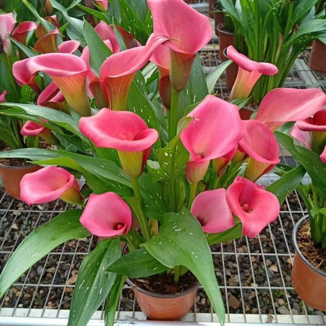 海里的植物有哪些，海里的植物有哪些常见植物图片（7种“喜水花”）