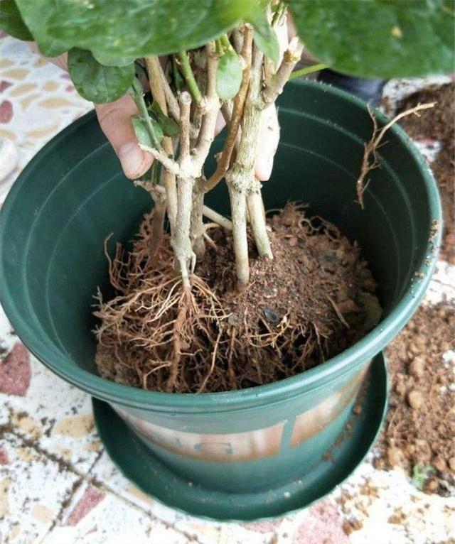 茉莉花的养殖方法和注意事项，茉莉盆栽的养殖方法和注意事项（立春“茉莉花”）