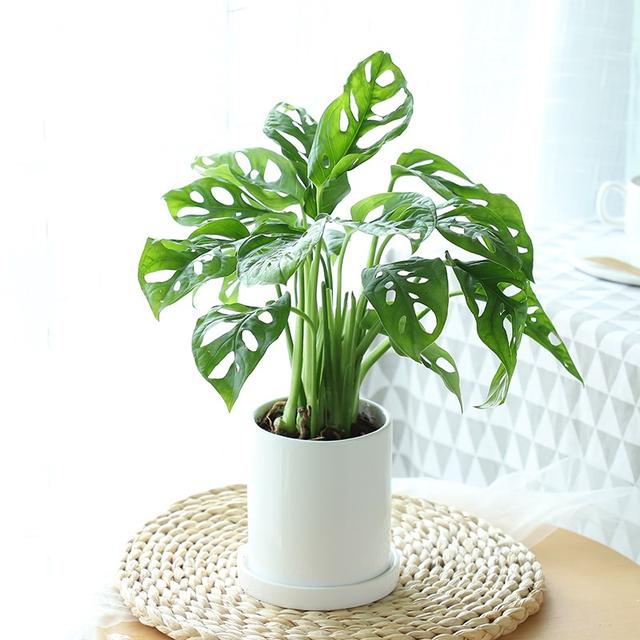 可以种在阳台的大型绿植，可以种在阳台的大型绿植品种（能养8种“大叶花”）