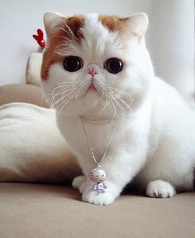 猫咪肾衰，猫咪肾衰竭是什么引起的（猫咪肾衰竭早期症状）