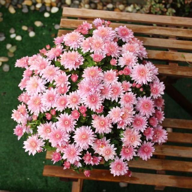 家里为什么不能养荷花，家里荷花挂在什么方位好（9种“名花”富贵吉利）