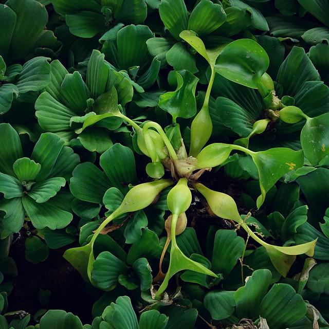 海里的植物有哪些，海里的植物有哪些常见植物图片（7种“喜水花”）