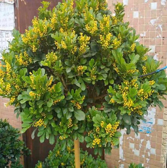 九里香什么时候开花，九里香怎么养才能开花（夏天“最香的”6种花）