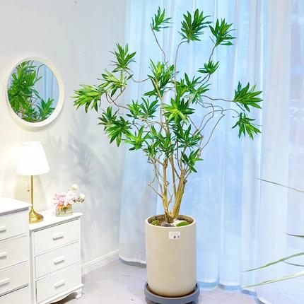 客厅大型绿植适合放什么，客厅最旺宅的大型植物（6种“大型花”）