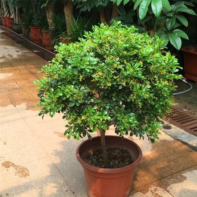 最香的花排名第一名，中国十大最香的花排名（最香的“5种花”）