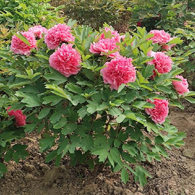 现在中国国花是什么花适合春秋穿的衣服，中国的国花是什么（5种“高贵花”）