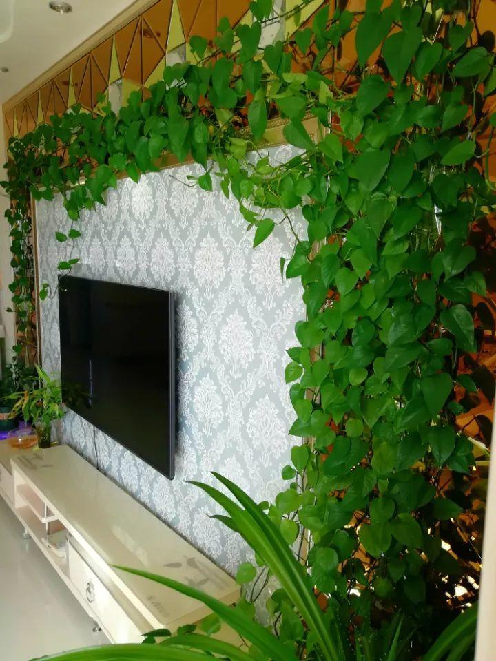 ***树价格,8种"漂亮花"别晒大太阳 - 玉三网