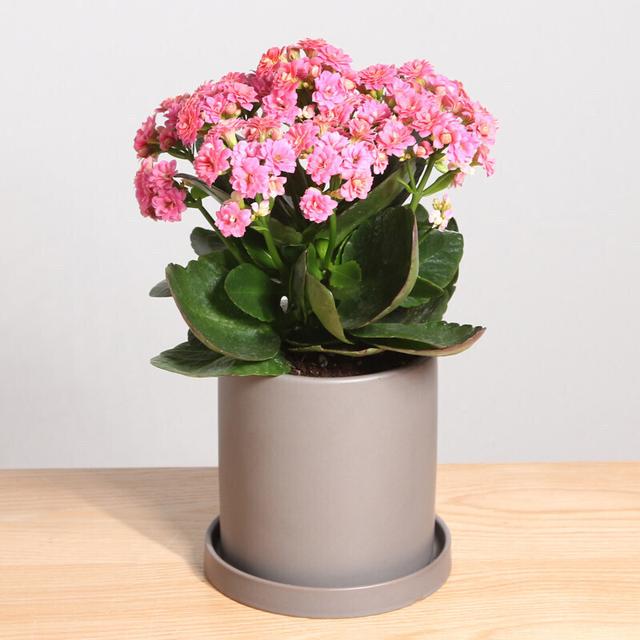 又高又深的花盆适合种什么花，高花盆适合种什么花（5种“贵气花”）