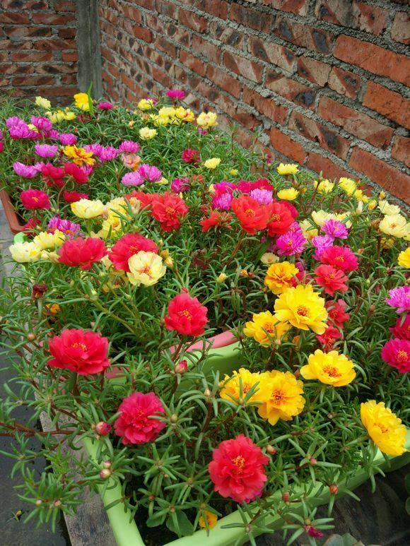 韭莲怎么养，韭菜莲有毒吗 韭菜莲怎么养（被“名字”耽误一生的花）